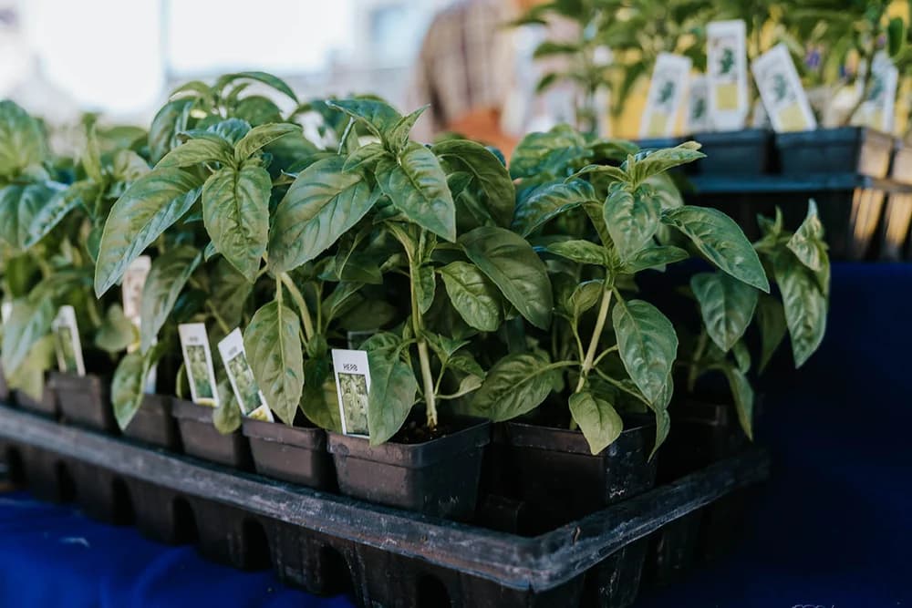 A local farmer at their booth at the Jackson Hole Farmers Market
