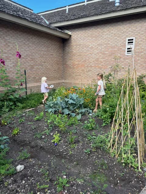 Vegetables and flowers thriving in the garden beds