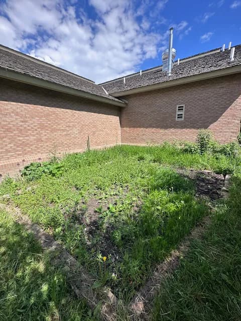 The community garden plot at the Senior Center with fresh growth