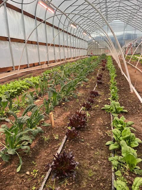 Close-up of lettuce, spinach, and other greens growing in the greenhouse soil beds