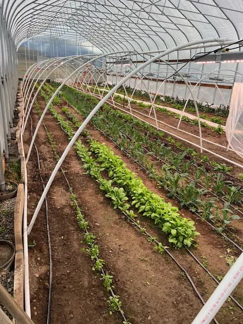 Rows of greens growing inside the greenhouse with arched support structure overhead